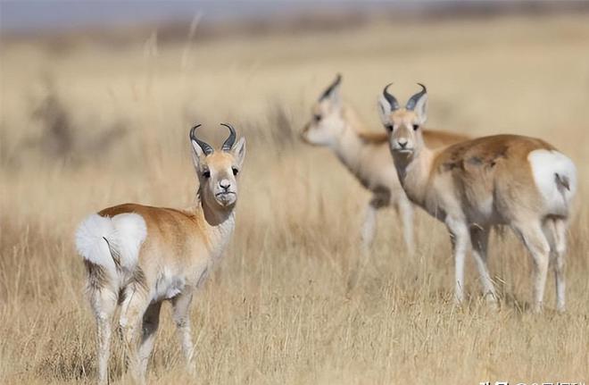 野外仅200多只！青海两兄弟8年捡59只回家每只都给起名字(图18)
