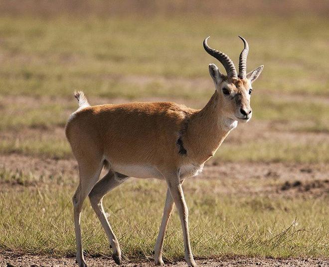野外仅200多只！青海两兄弟8年捡59只回家每只都给起名字(图17)