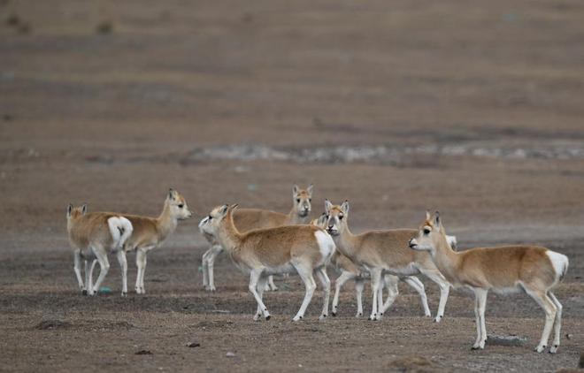 野外仅200多只！青海两兄弟8年捡59只回家每只都给起名字(图19)