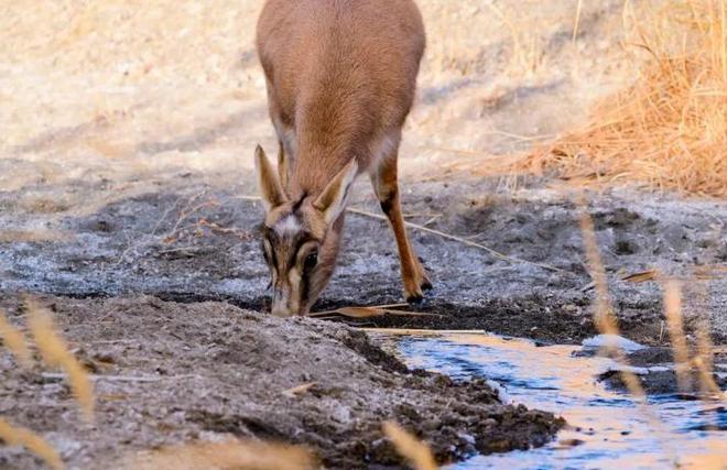 野外仅200多只！青海两兄弟8年捡59只回家每只都给起名字(图22)
