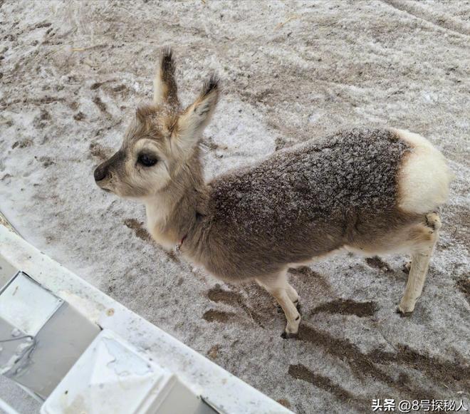 野外仅200多只！青海两兄弟8年捡59只回家每只都给起名字(图20)
