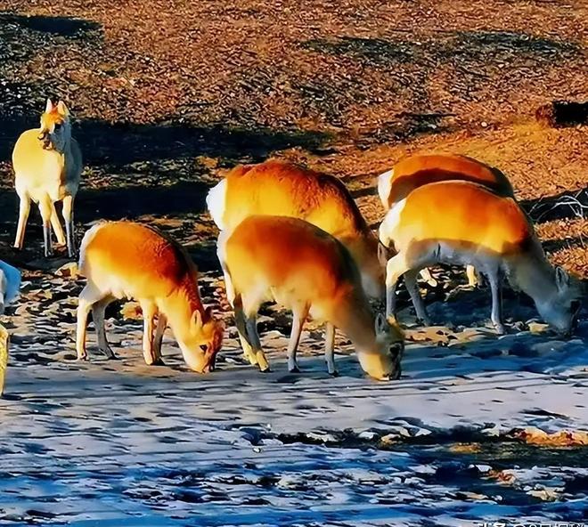 野外仅200多只！青海两兄弟8年捡59只回家每只都给起名字(图23)