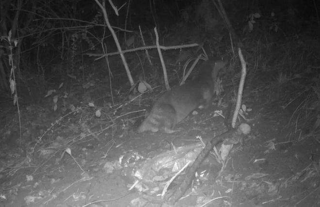 洞头新增记录！这些太珍贵了(图1)