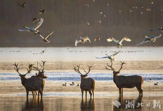 回归中国40年后麋鹿在西方改回中国名(图2)