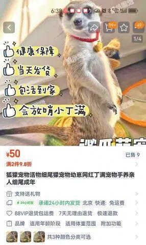 蜥蜴、狐獴、蜘蛛……异宠热潮背后的风险你知道吗？(图5)