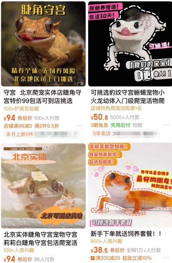 蜥蜴、狐獴、蜘蛛……异宠热潮背后的风险你知道吗？(图1)