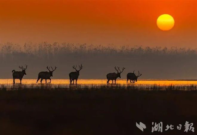 回归中国40年后改名了(图6)