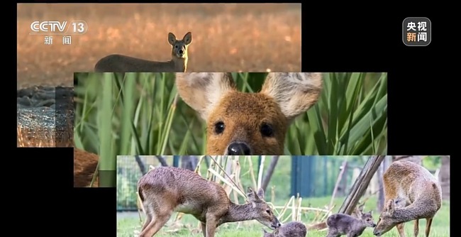 “二师兄”频繁来南京“旅游” 城市里的野生动物奇遇记(图1)