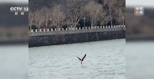 “二师兄”频繁来南京“旅游” 城市里的野生动物奇遇记(图3)