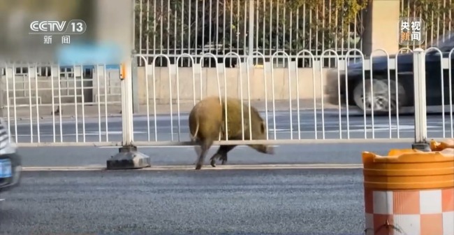 “二师兄”频繁来南京“旅游” 城市里的野生动物奇遇记(图4)