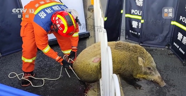 “二师兄”频繁来南京“旅游” 城市里的野生动物奇遇记(图5)