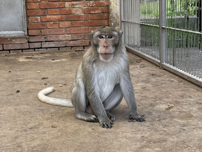 创新药遭遇“窜天猴”：两个月大涨30%1只实验猴卖12万元仍“有价无猴”国内年缺口约1万只(图1)