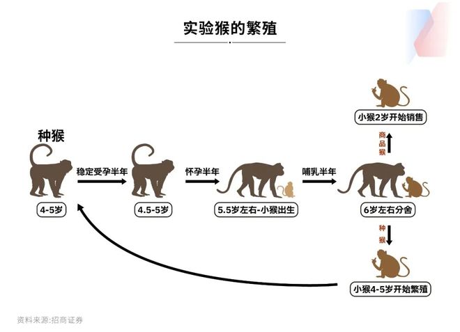 创新药遭遇“窜天猴”：两个月大涨30%1只实验猴卖12万元仍“有价无猴”国内年缺口约1万只(图3)