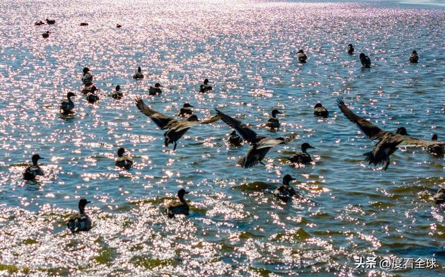 谁懂啊！条子泥万鸟齐飞盛况每只勺嘴鹬都是活着的奇迹(图2)