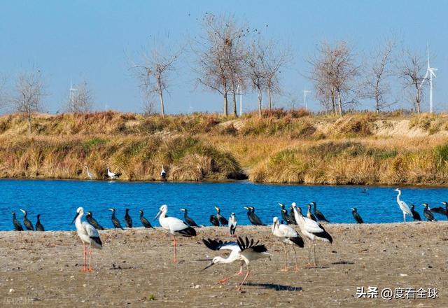 谁懂啊！条子泥万鸟齐飞盛况每只勺嘴鹬都是活着的奇迹(图1)