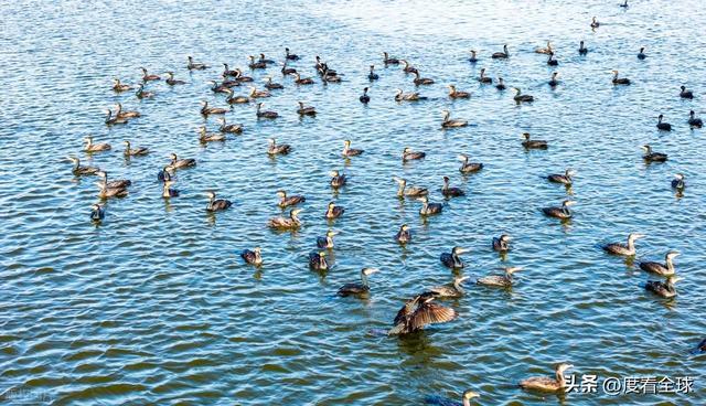 谁懂啊！条子泥万鸟齐飞盛况每只勺嘴鹬都是活着的奇迹(图17)