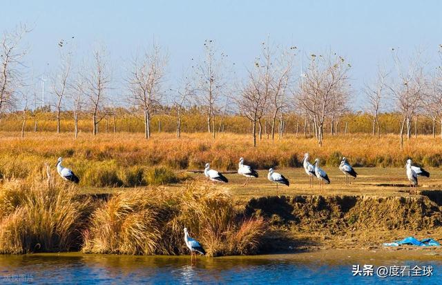 谁懂啊！条子泥万鸟齐飞盛况每只勺嘴鹬都是活着的奇迹(图14)