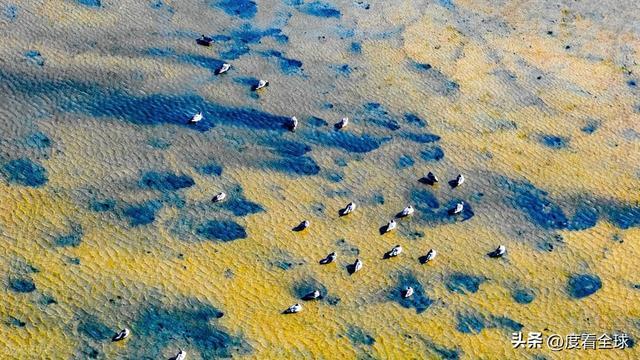 谁懂啊！条子泥万鸟齐飞盛况每只勺嘴鹬都是活着的奇迹(图12)