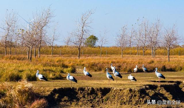 谁懂啊！条子泥万鸟齐飞盛况每只勺嘴鹬都是活着的奇迹(图7)