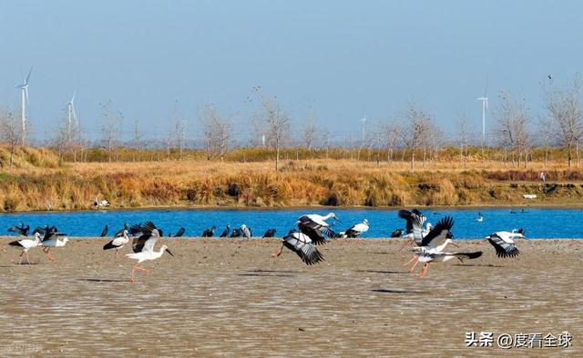 谁懂啊！条子泥万鸟齐飞盛况每只勺嘴鹬都是活着的奇迹(图16)