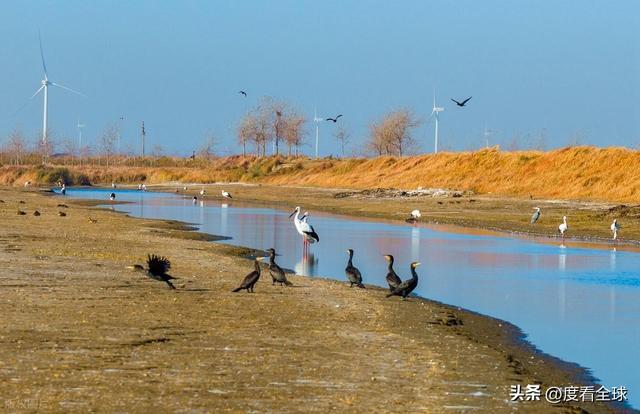 谁懂啊！条子泥万鸟齐飞盛况每只勺嘴鹬都是活着的奇迹(图3)