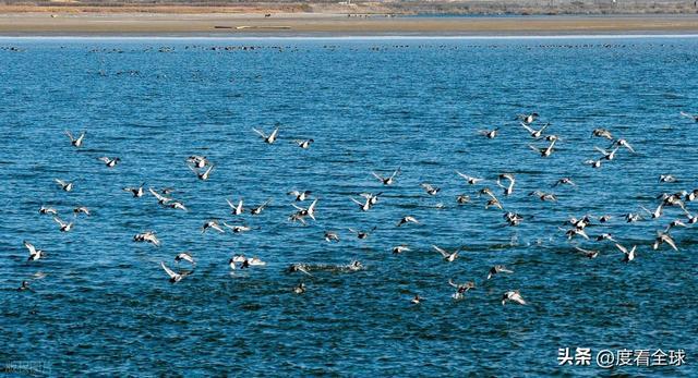谁懂啊！条子泥万鸟齐飞盛况每只勺嘴鹬都是活着的奇迹(图6)