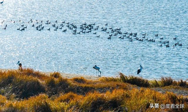 谁懂啊！条子泥万鸟齐飞盛况每只勺嘴鹬都是活着的奇迹(图5)