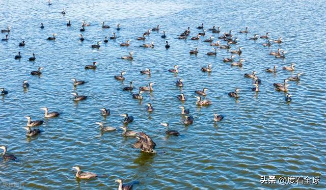谁懂啊！条子泥万鸟齐飞盛况每只勺嘴鹬都是活着的奇迹(图11)