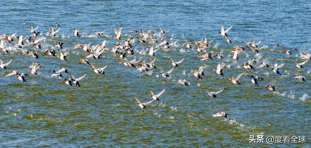 谁懂啊！条子泥万鸟齐飞盛况每只勺嘴鹬都是活着的奇迹(图15)