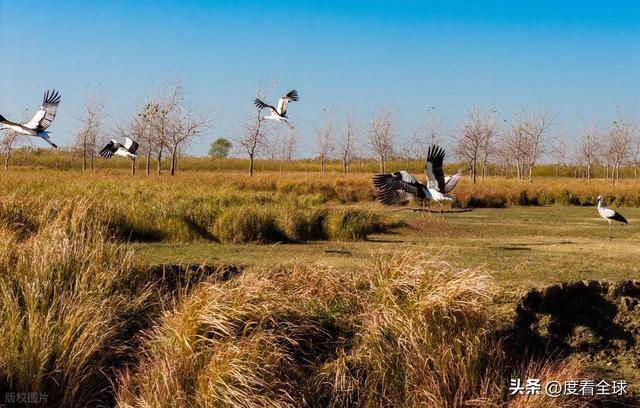 谁懂啊！条子泥万鸟齐飞盛况每只勺嘴鹬都是活着的奇迹(图13)