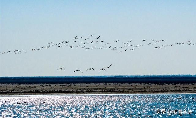 谁懂啊！条子泥万鸟齐飞盛况每只勺嘴鹬都是活着的奇迹(图8)