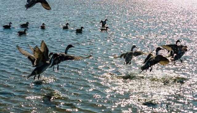 谁懂啊！条子泥万鸟齐飞盛况每只勺嘴鹬都是活着的奇迹(图4)