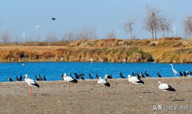 谁懂啊！条子泥万鸟齐飞盛况每只勺嘴鹬都是活着的奇迹(图9)