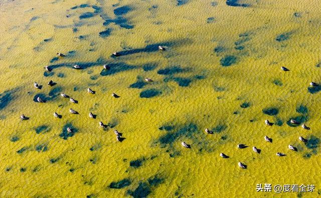 谁懂啊！条子泥万鸟齐飞盛况每只勺嘴鹬都是活着的奇迹(图10)