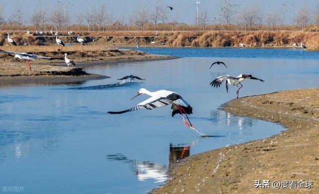 谁懂啊！条子泥万鸟齐飞盛况每只勺嘴鹬都是活着的奇迹(图18)