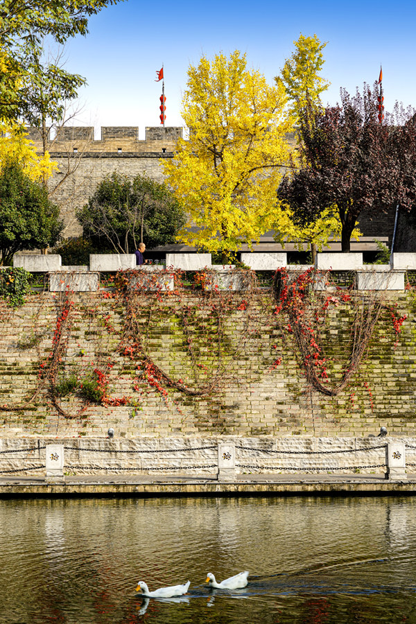 一城山水 绿满长安(图1)