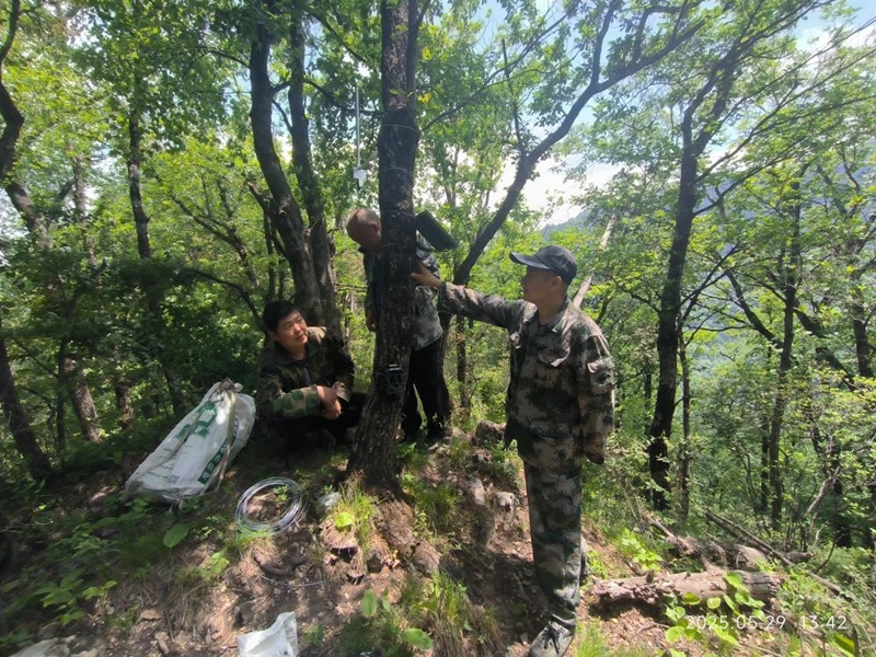 一城山水 绿满长安(图3)