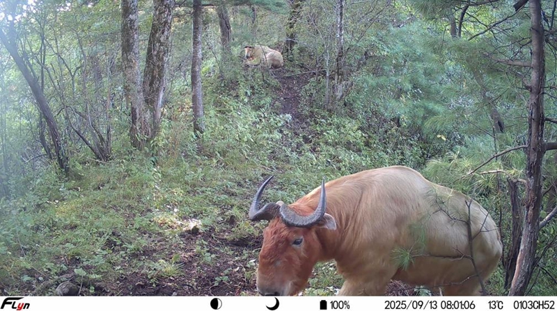 一城山水 绿满长安(图4)