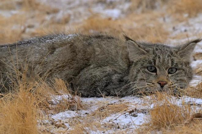 最不为人知的猫！我国特有是一级保护动物2024年甘肃救助1只(图6)
