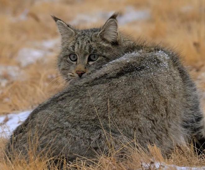 最不为人知的猫！我国特有是一级保护动物2024年甘肃救助1只(图7)