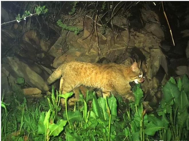 最不为人知的猫！我国特有是一级保护动物2024年甘肃救助1只(图1)