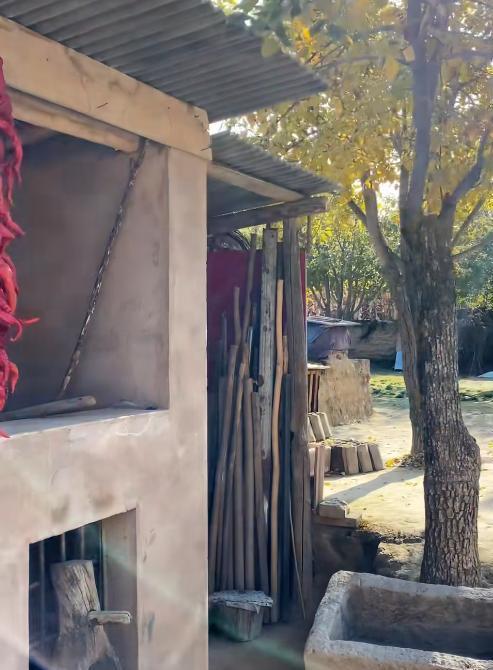 最不为人知的猫！我国特有是一级保护动物2024年甘肃救助1只(图3)