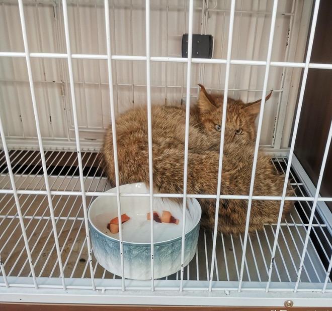 最不为人知的猫！我国特有是一级保护动物2024年甘肃救助1只(图8)
