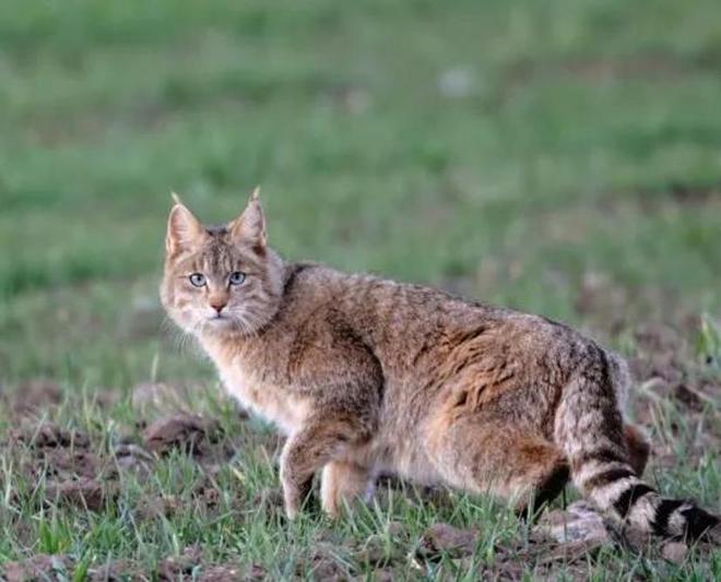 最不为人知的猫！我国特有是一级保护动物2024年甘肃救助1只(图10)