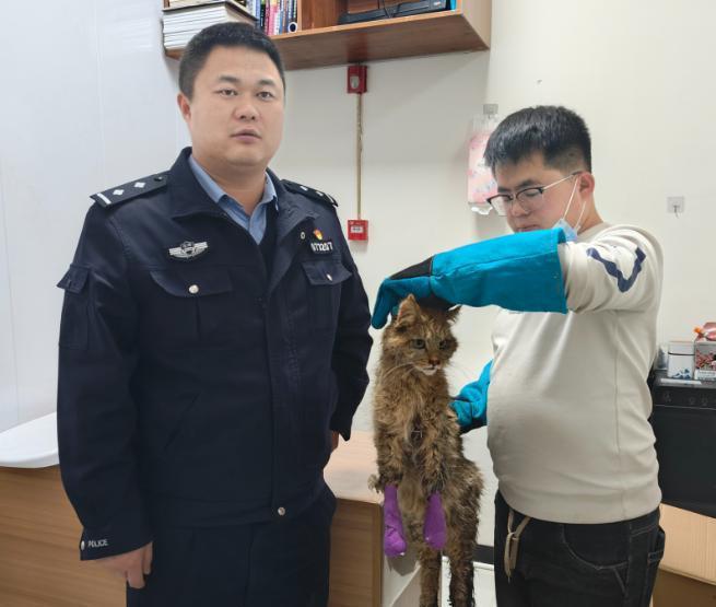 最不为人知的猫！我国特有是一级保护动物2024年甘肃救助1只(图9)