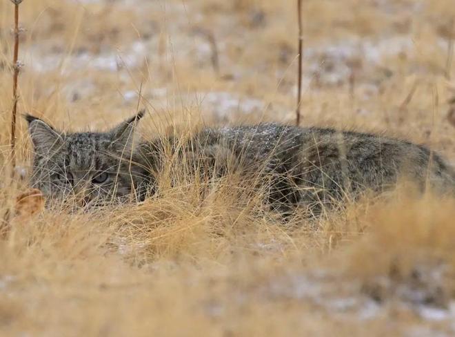 最不为人知的猫！我国特有是一级保护动物2024年甘肃救助1只(图5)