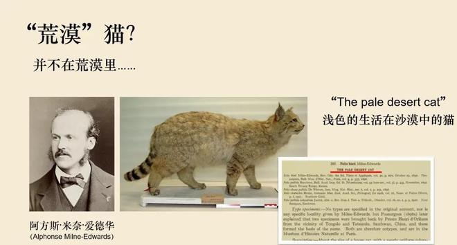 最不为人知的猫！我国特有是一级保护动物2024年甘肃救助1只(图11)