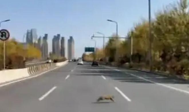 最不为人知的猫！我国特有是一级保护动物2024年甘肃救助1只(图20)