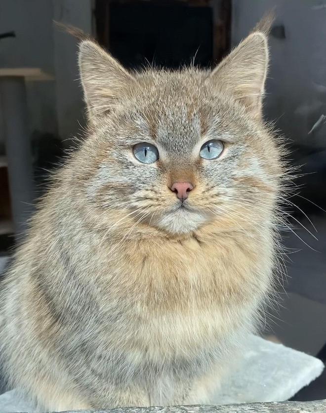 最不为人知的猫！我国特有是一级保护动物2024年甘肃救助1只(图13)