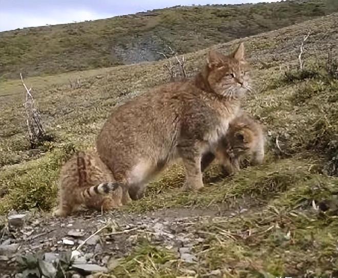 最不为人知的猫！我国特有是一级保护动物2024年甘肃救助1只(图16)